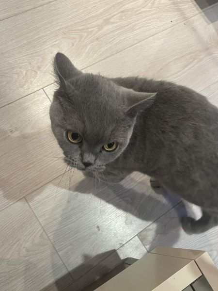 File:Meow.jpg
